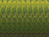 Stereogram with 7 firs...
