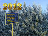 New Year 2012 iced firs...