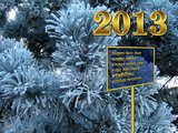 New Year 2013 iced pines...